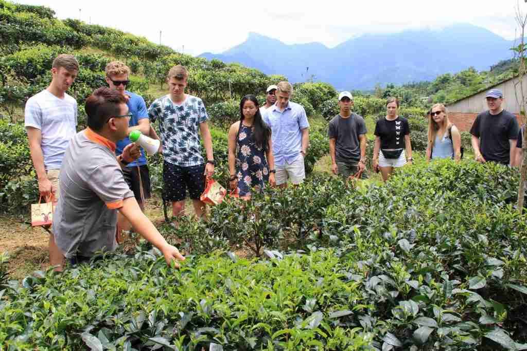 和菓森林紅茶莊園の茶園風景。緑豊かな茶畑が広がる