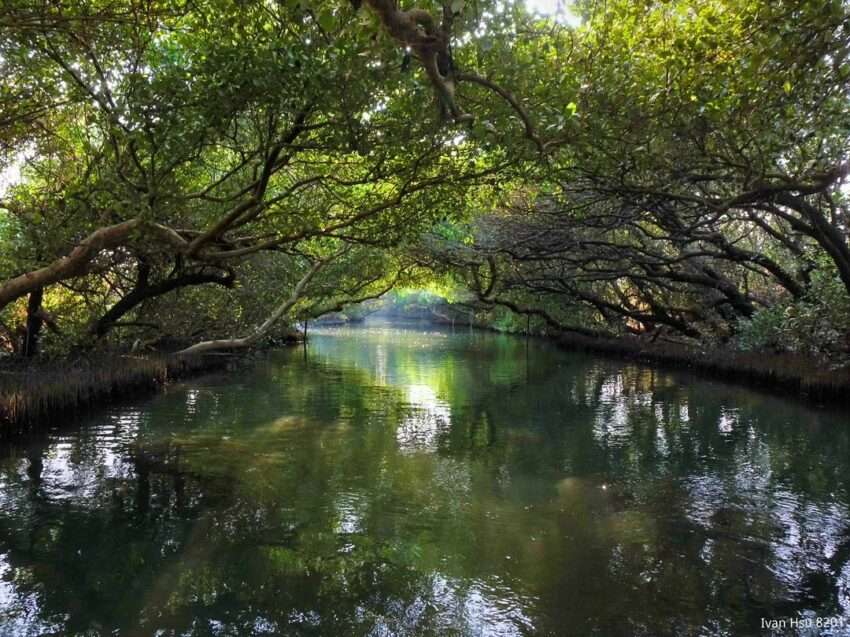 四草緑のトンネルの水路両岸にマングローブが密生し、天然の緑のアーチを形成している景観