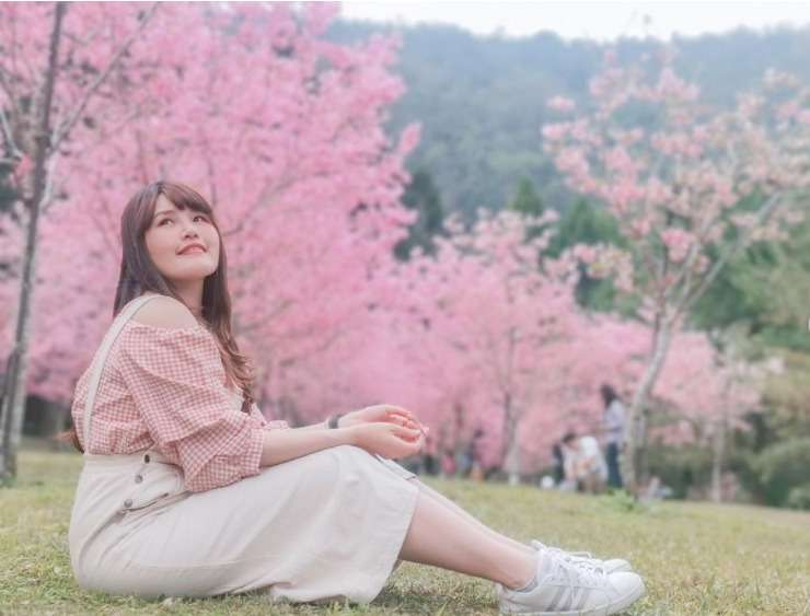 九族文化村内に咲くピンク色の吉野桜