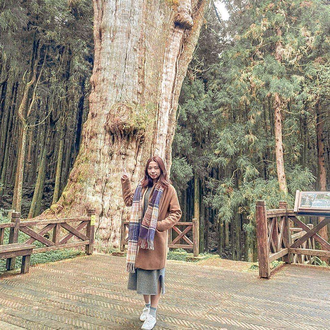 阿里山水山巨木歩道沿いの鬱蒼とした山林の景観