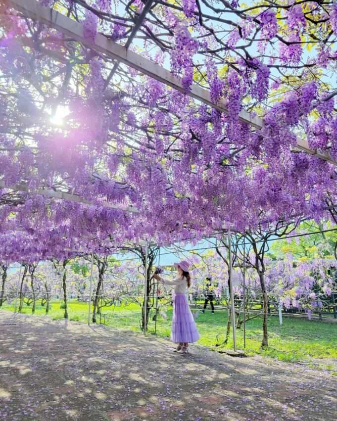 淡水紫藤咖啡園に咲き誇る紫色の藤の花
