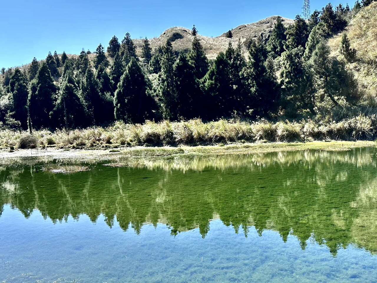 陽明山の広大な草原に白銀のススキが広がる秋の風景