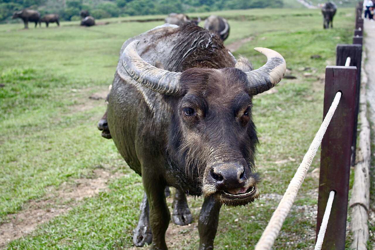 擎天崗の広大な草原を自由に歩き回る野生の水牛の群れ