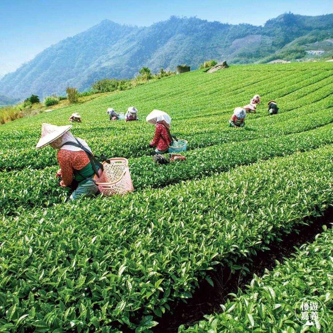 笠をかぶり竹かごを背負った茶摘みの人が、阿里山の茶園で一列ずつ新芽を摘む