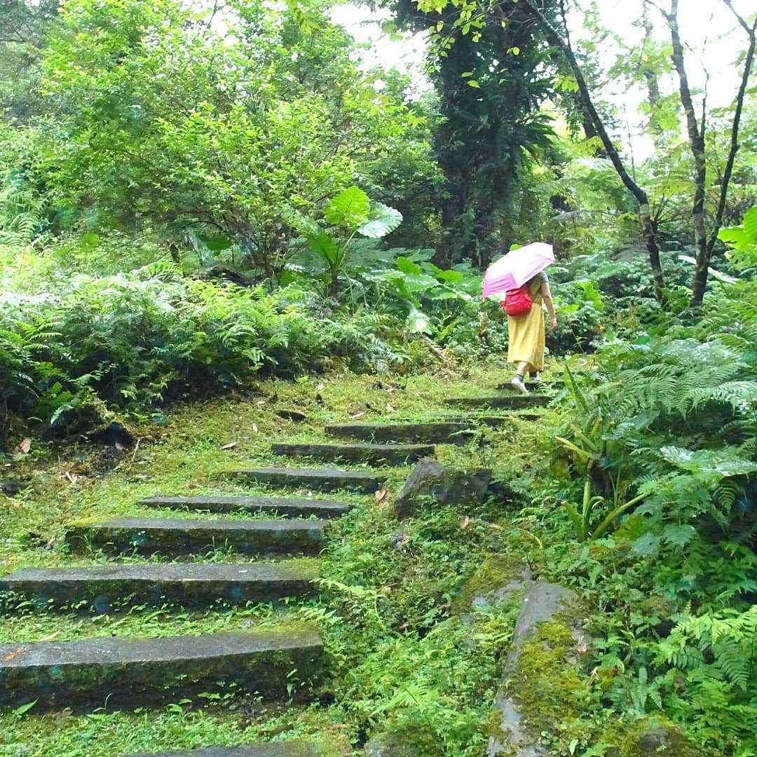 鳩之澤自然步道の森の小道