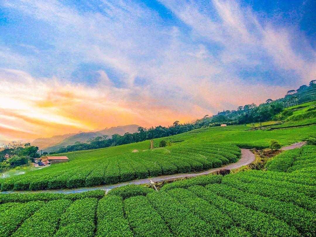夕日に染まる達邦の茶区。曲がりくねった道に沿って茶畑が山の斜面を覆う