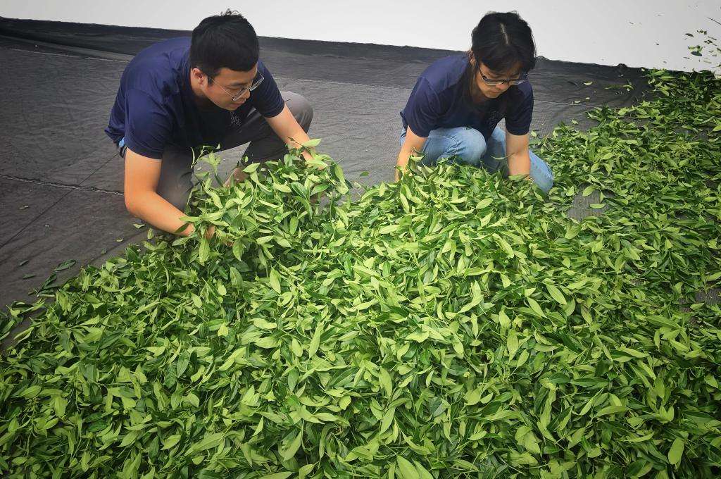 摘みたての鮮やかな緑の茶葉を、かがんで広げる茶人
