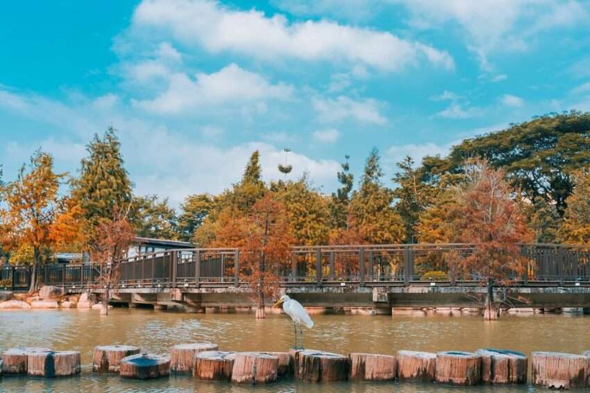 凹子底森林公園のラクウショウ林が生態池に映り込む秋の風景。木々がオレンジ色に色づいている