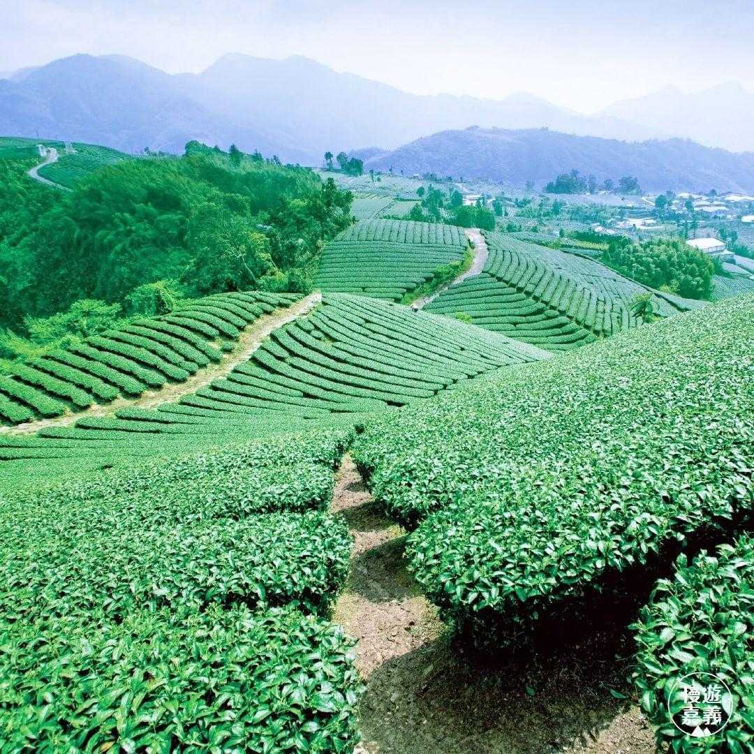 樟樹湖の茶区で、山の斜面に弧を描く茶樹と曲がりくねった小道