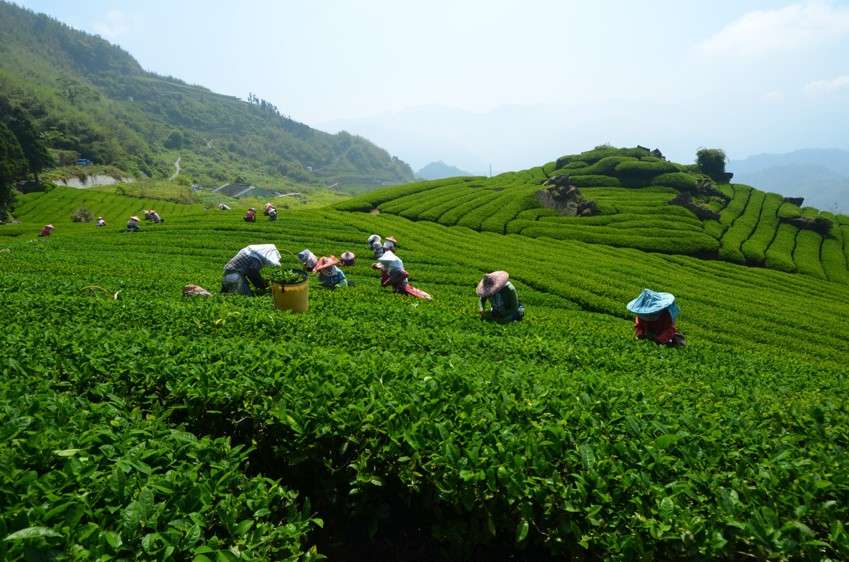 阿里山茶|30秒でわかる阿里山茶