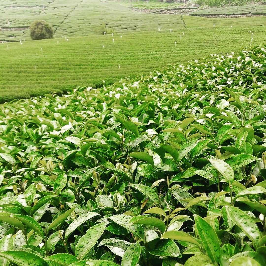 石棹の茶区で、葉に水滴のついた茶樹と整然と続く山の茶畑