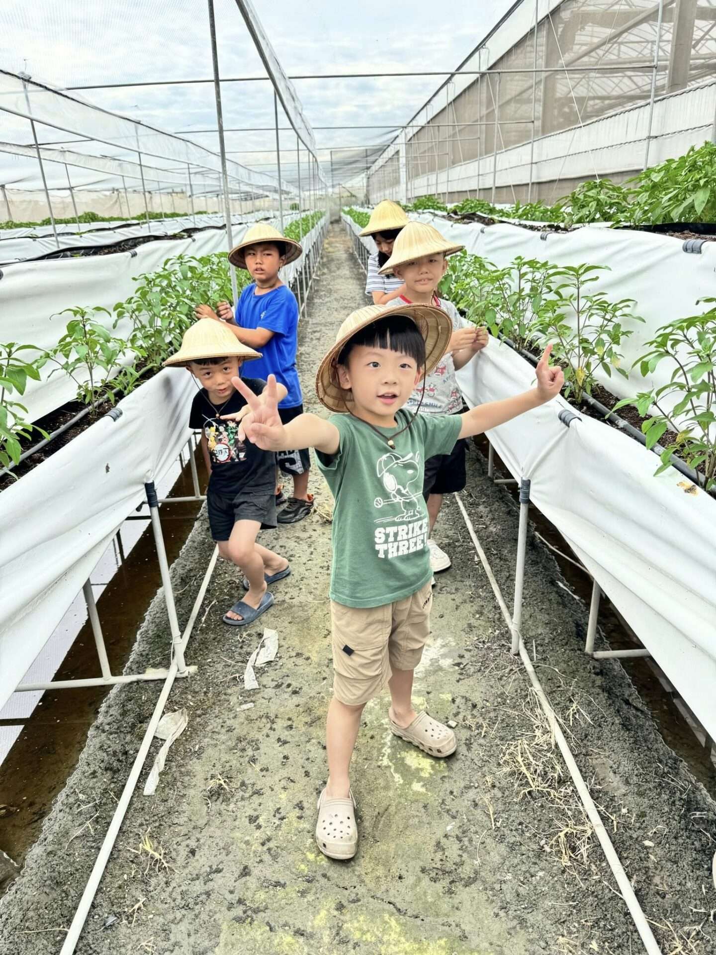 楽採果温室観光農場の温室で収穫する環境