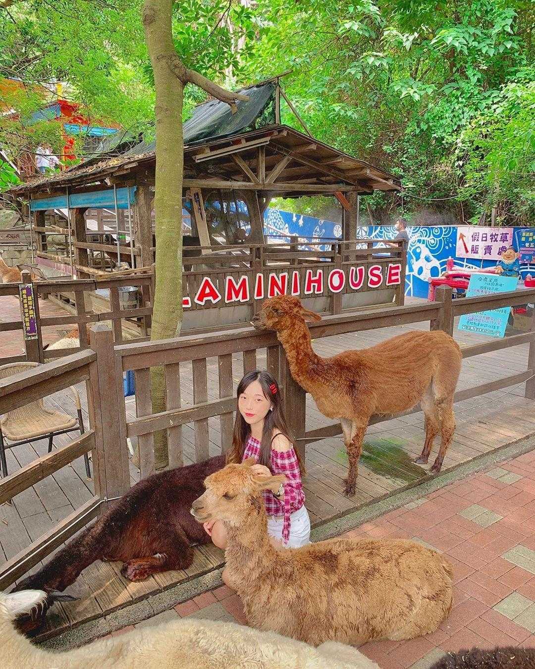 今夜星辰休閒農場で動物とふれあう様子