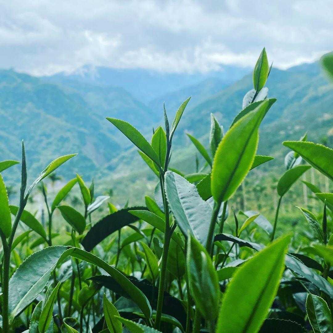 茶樹の先端に一芯二葉の新芽が出ており、背景には霧のかかる山々