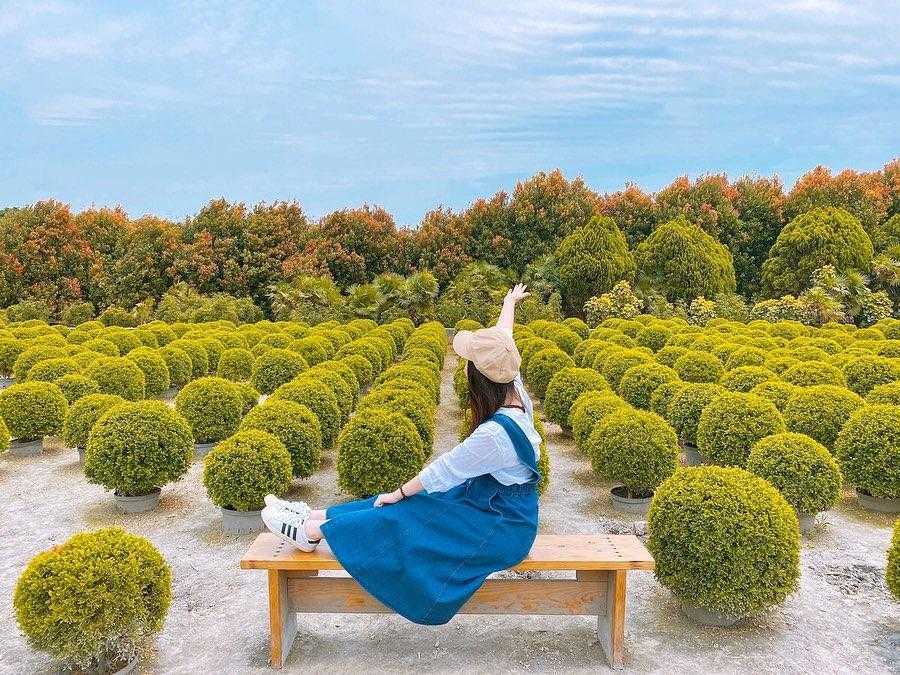 田尾の波波草、丸く刈り込まれたホソバシチリコウの庭