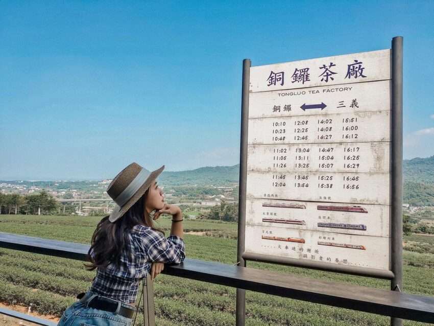 台灣農林銅鑼茶廠の茶畑の景色と建物外観