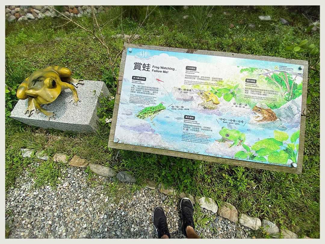 鳩之澤の遊歩道の周辺にいるカエル